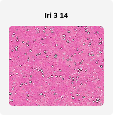 Econo Range - Image 17